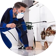 Böcek Yuvalarının Tespiti